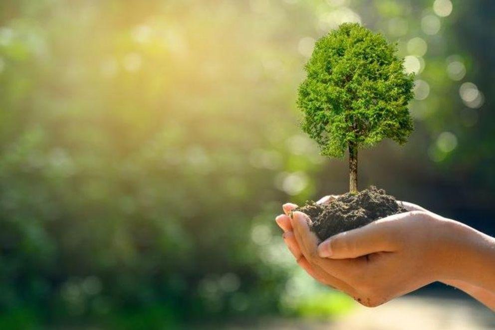 Kleiner Baum wird in Händen gehalten